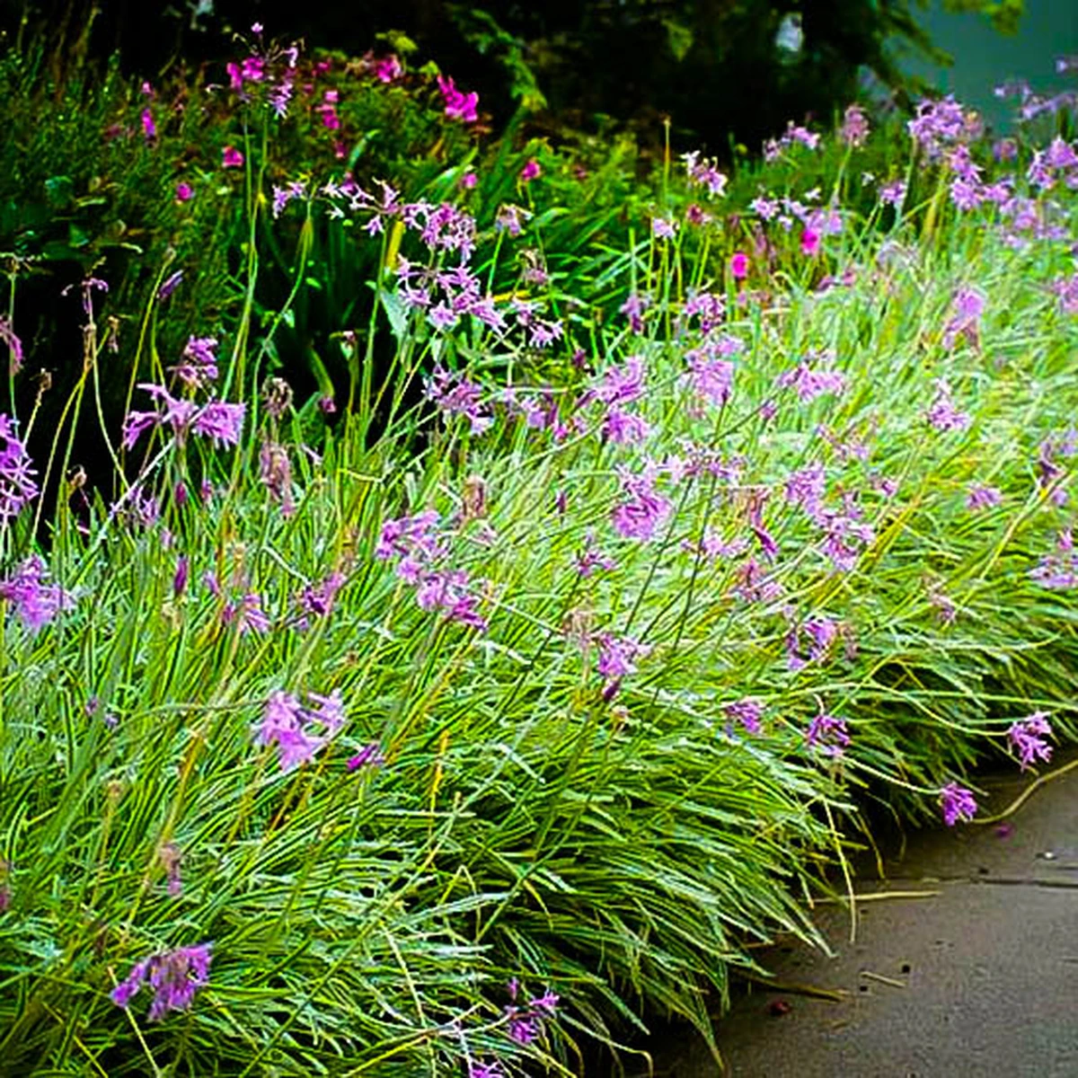 Tulbaghia violacea
