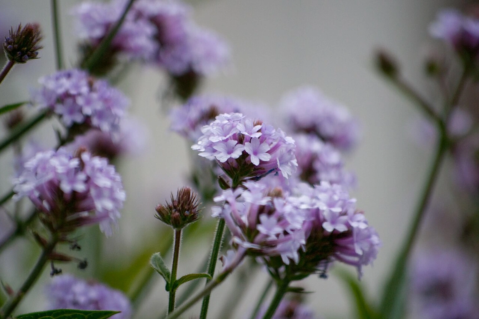 Verbena bonariensis