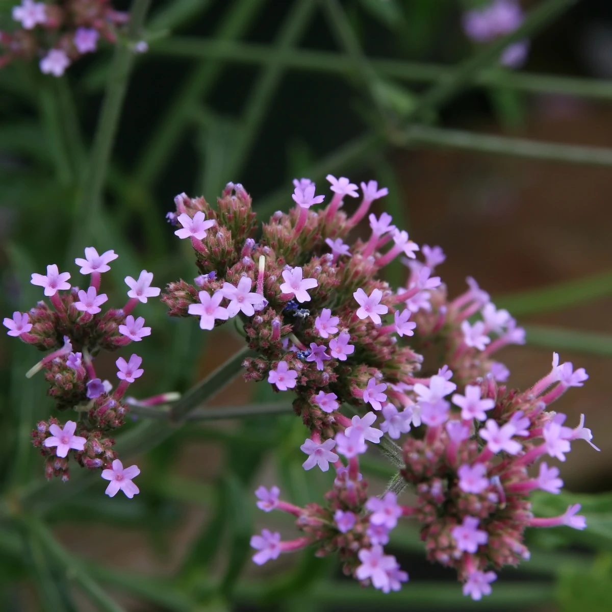 Verbena bonariensis