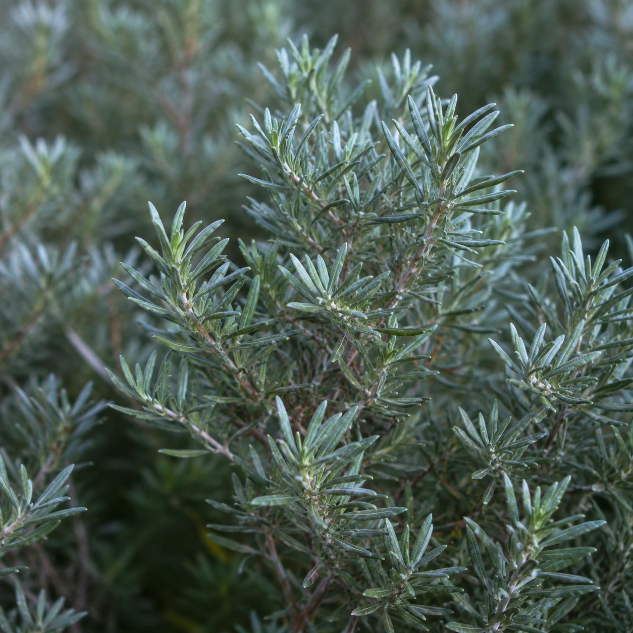 Detalle de Westringia